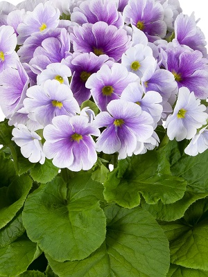 PRIMULA obconica TouchMe Blue White